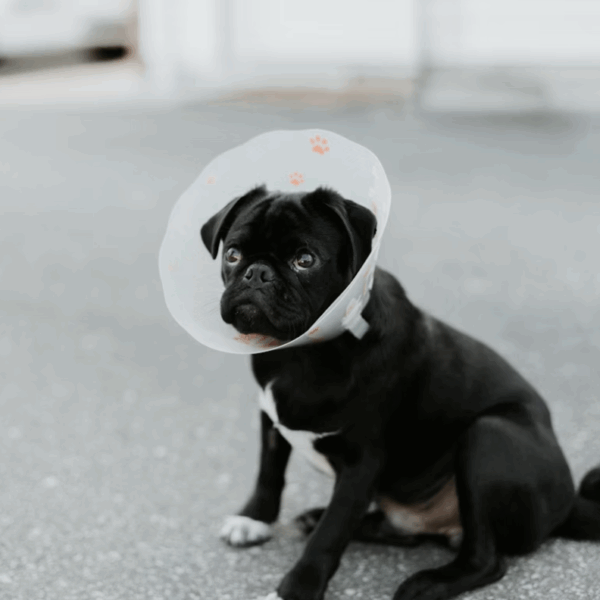 Navigating Pet Insurance Claims